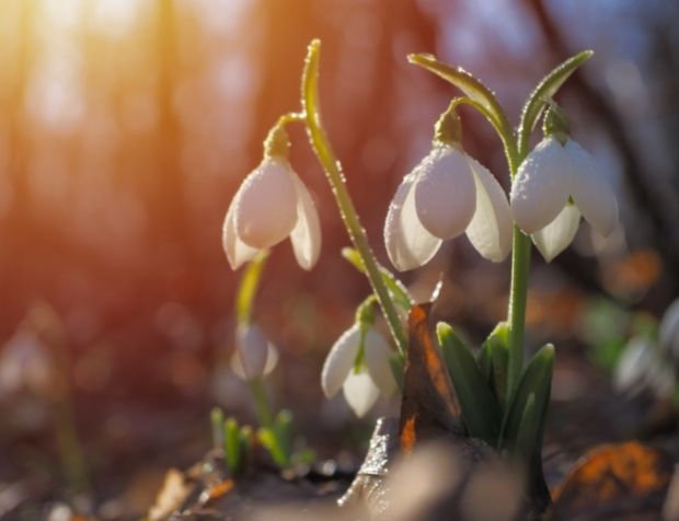 Gardens and open parklands in South East England to enjoy the spectacular snowdrop. 